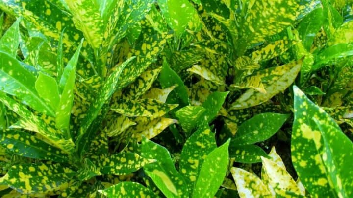 Gold Dust Croton Care — The Complete Guide