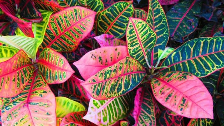 Croton Leaf Drop — Causes & Treatment