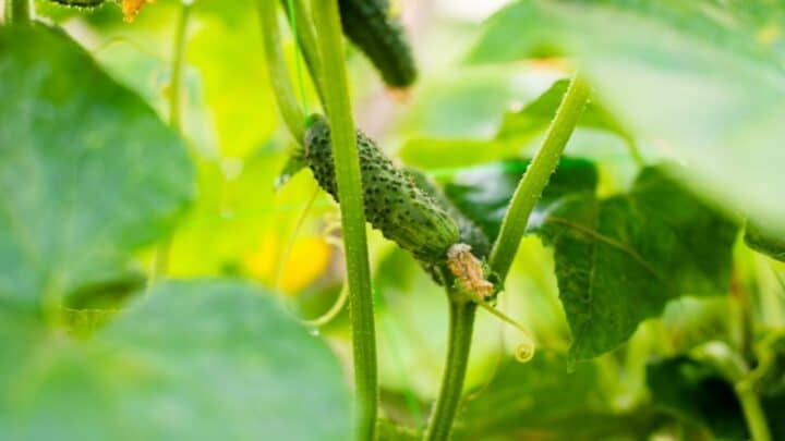 Cucumber Stem Rot — Identification, Treatment, Prevention