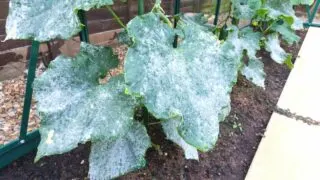 Cucumber White Leaves