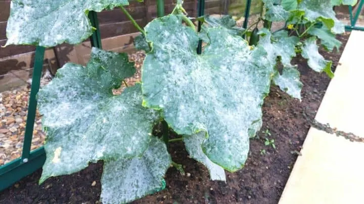 White Leaves on Cucumbers &mdash; Here&rsquo;s What&rsquo;s Wrong
