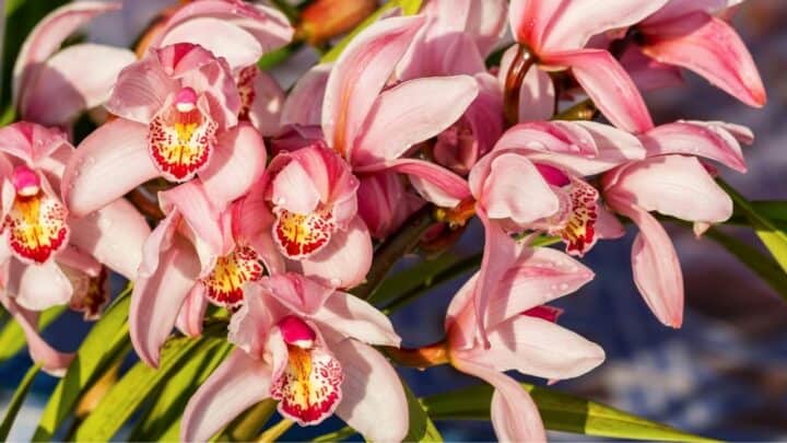 How to Get Cymbidium Orchids to Flower Again