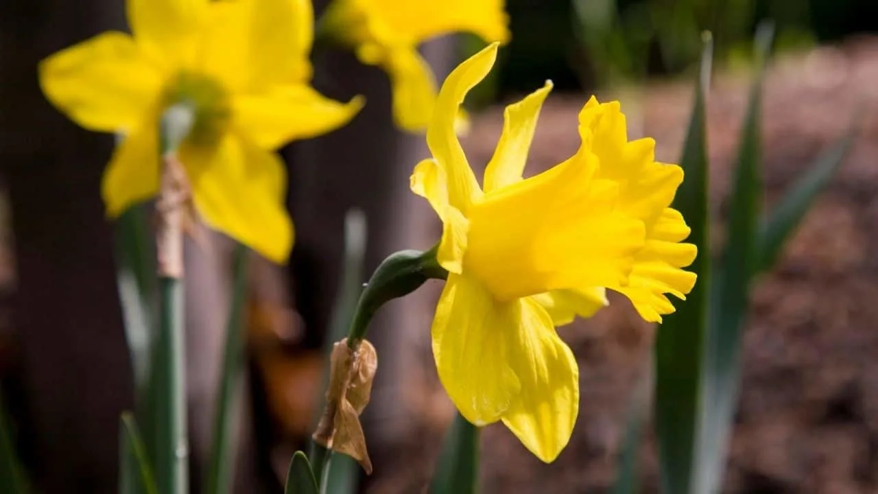 Daffodils