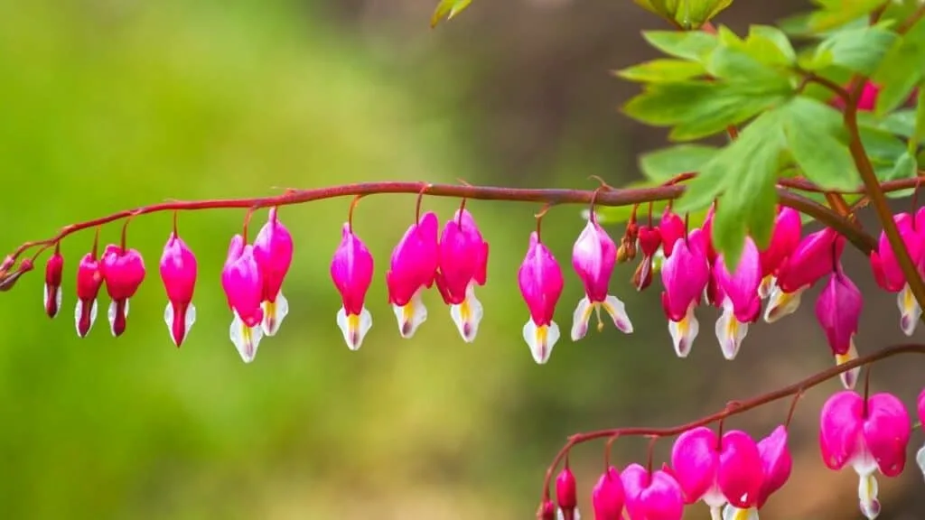 Dicentra spectabilis