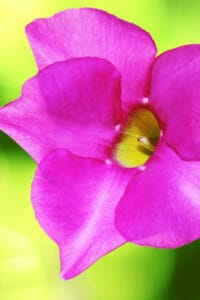 Dipladenia do not require a specific humidity level to thrive