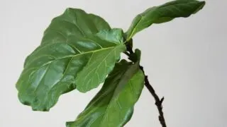 Droopy Fiddle Leaf Fig