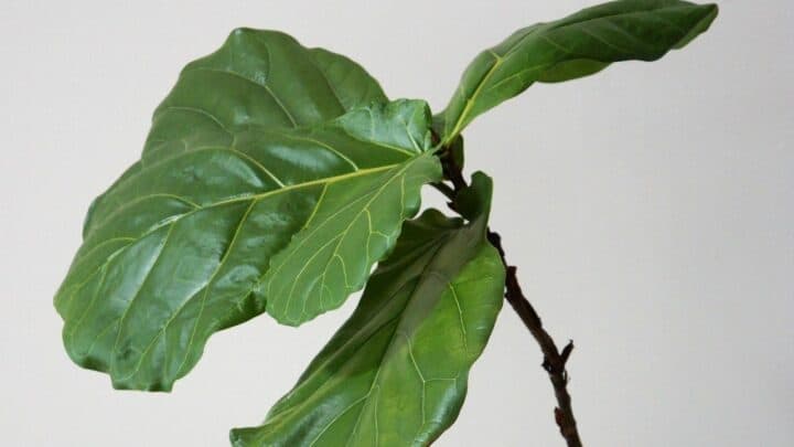Why Is My Fiddle Leaf Fig Droopy? The Answer