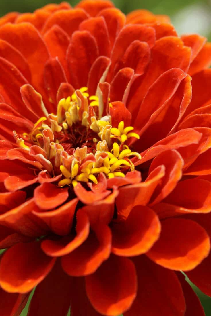 Earwigs are eating your Zinnia leaves