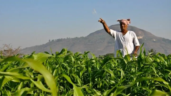 7 Best Corn Fertilizers &ndash; A Buyers Guide