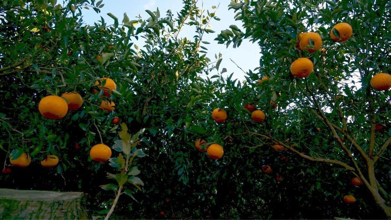 Fertilizing Citrus Tree
