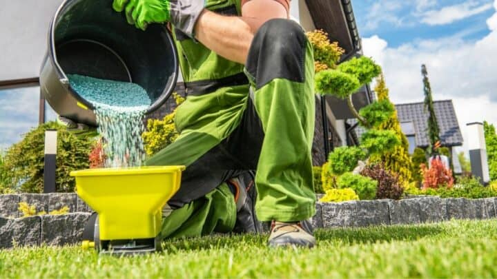 When To Fertilize Grass In Florida — All You Need To Know