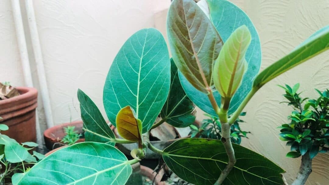 Ficus Audrey Care ― Top Tips Plantophiles