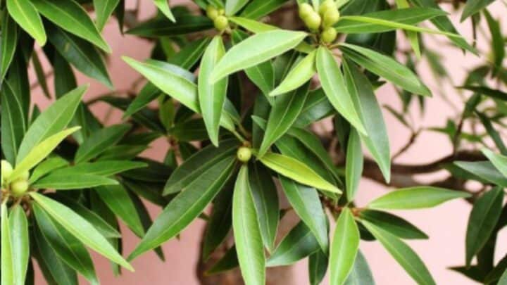 Ficus Nerifolia Care Explained from A to Z