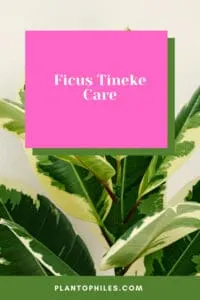 Ficus Tineke Care