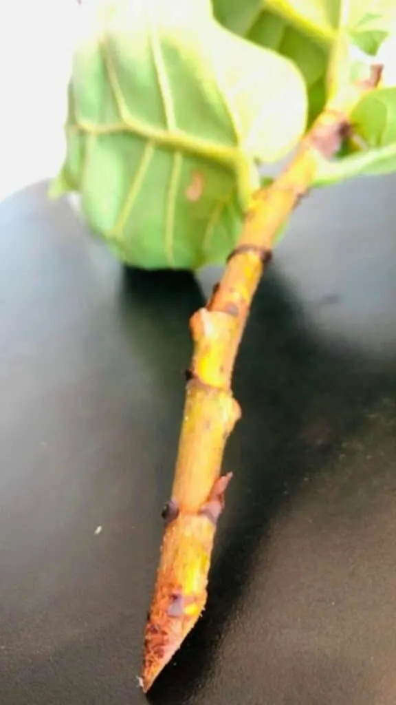 Fiddle Leaf Fig Cutting