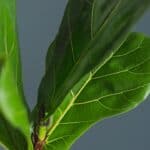 Fiddle Leaf Fig Leaf Drop