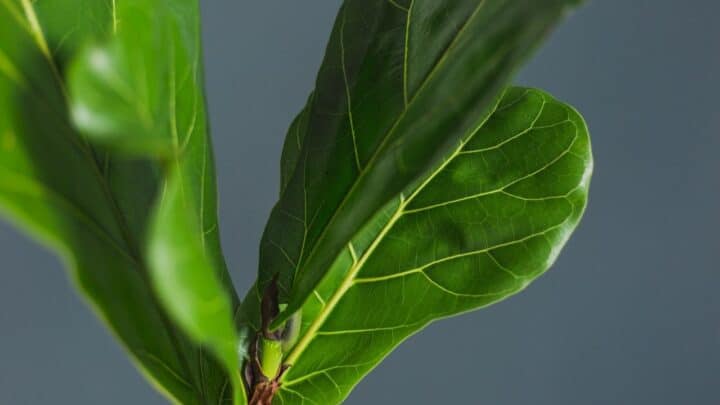 8 Reasons Why A Fiddle Leaf Fig Is Dropping Leaves