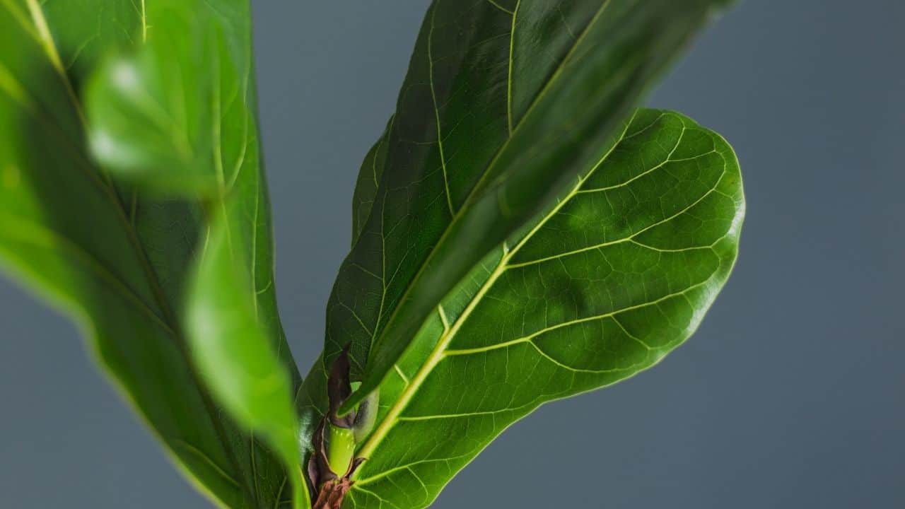 Fiddle Leaf Fig Leaf Drop