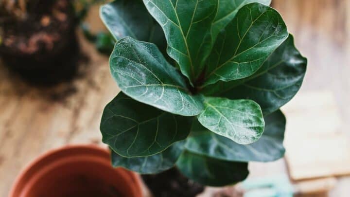 When To Repot Fiddle Leaf Fig? Read this!