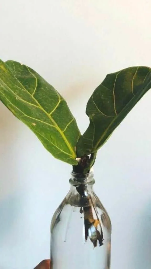 Fiddle Leaf Fig Water Container