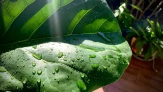 Fiddle Leaf Fig Watering