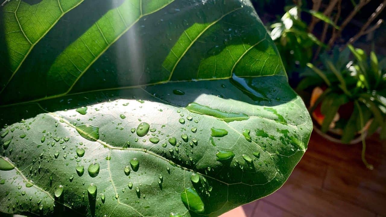 Fiddle Leaf Fig Watering