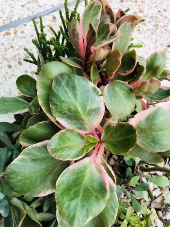 Flaming Katy (Kalanchoe blossfeldiana) — Best Care Tips