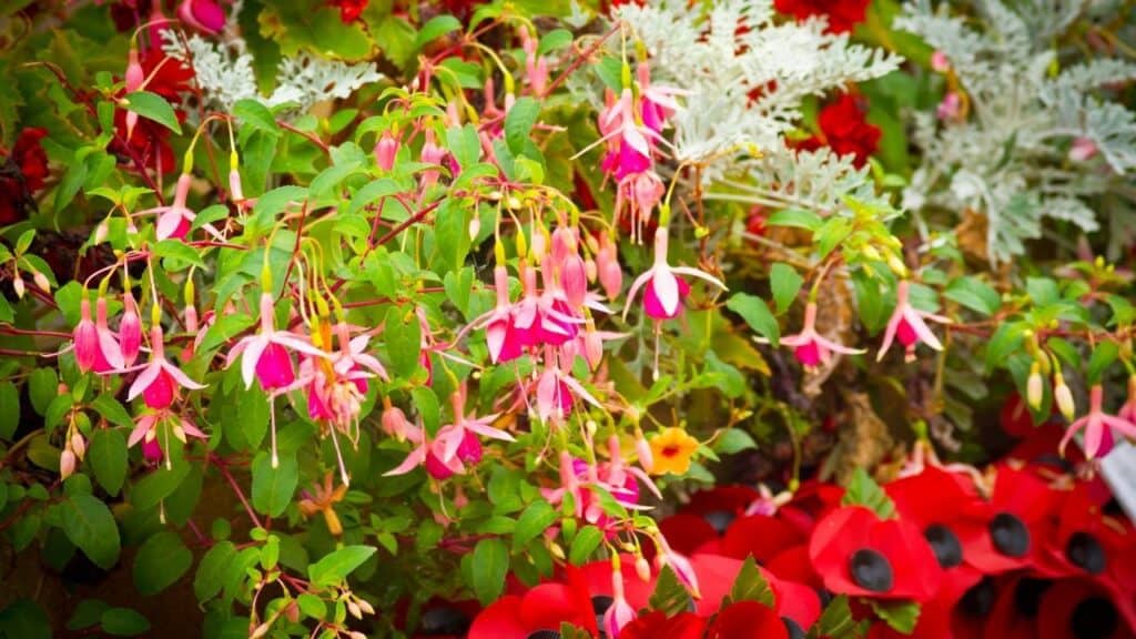 Fuchsia plant with healthy pink flowers