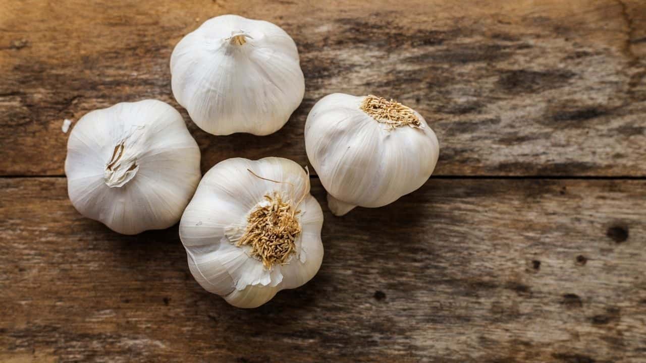 Garlic