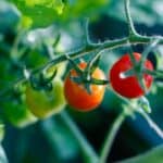 Grape Tomato Plant Care — A Definitive Guide 1