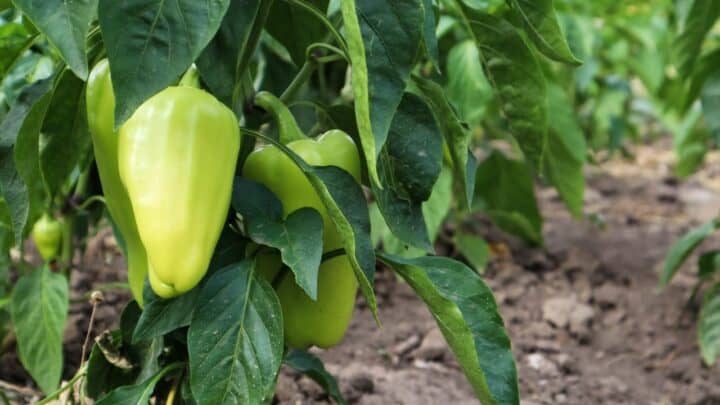 How To Grow Bell Peppers From Scraps In 4 Easy Steps