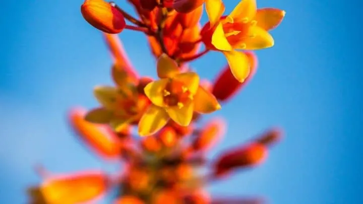 How Fast Does Red Yucca Grow? &mdash; Question Solved
