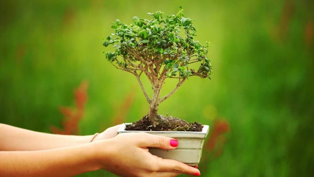 Great How Long Does It Take A Bonsai Tree To Grow of all time Learn more here 