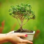How Long Does It Take To Grow a Bonsai Tree