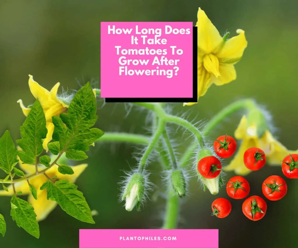 How Long Does It Take Tomatoes To Grow After Flowering?