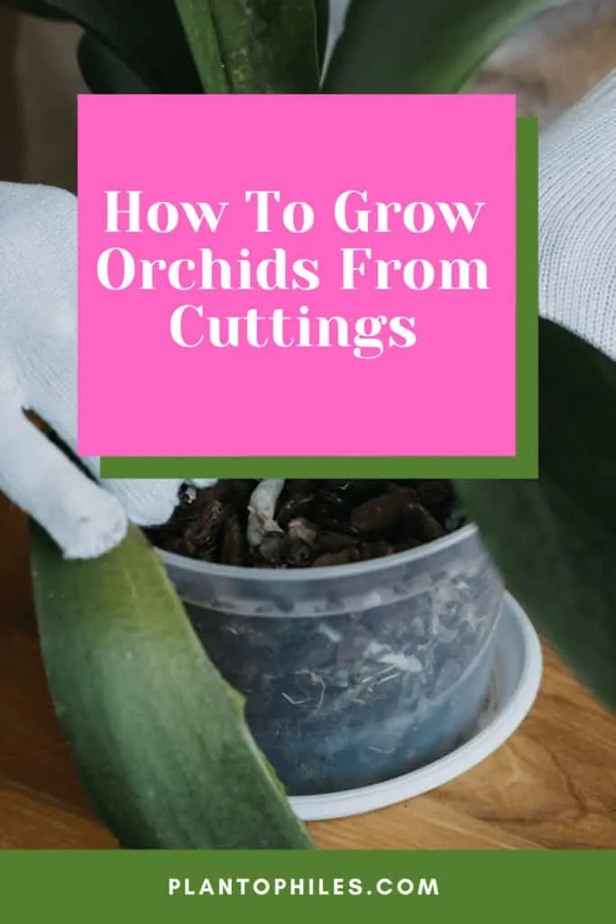 How To Grow Orchids From Cuttings