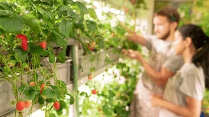 How To Grow Strawberries Hydroponically &ndash; The Easy Way