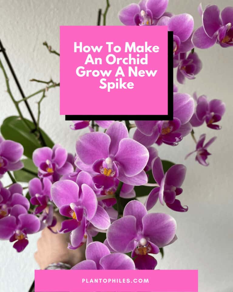 7 Best Tips On How To Make An Orchid Grow A New Spike