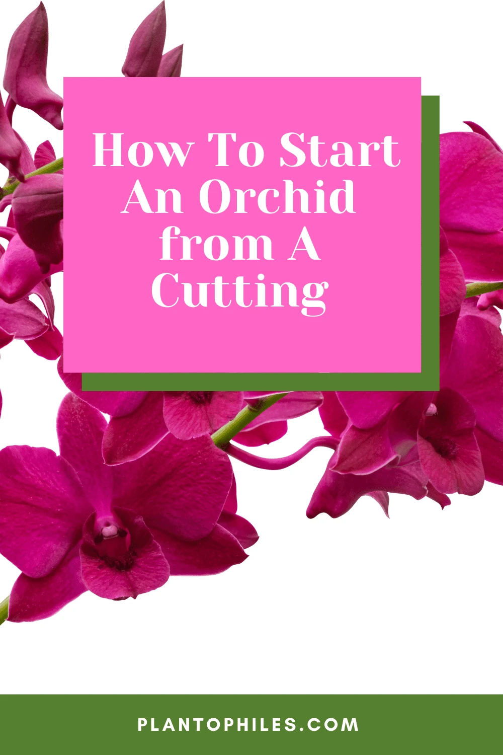 How To Start An Orchid from A Cutting