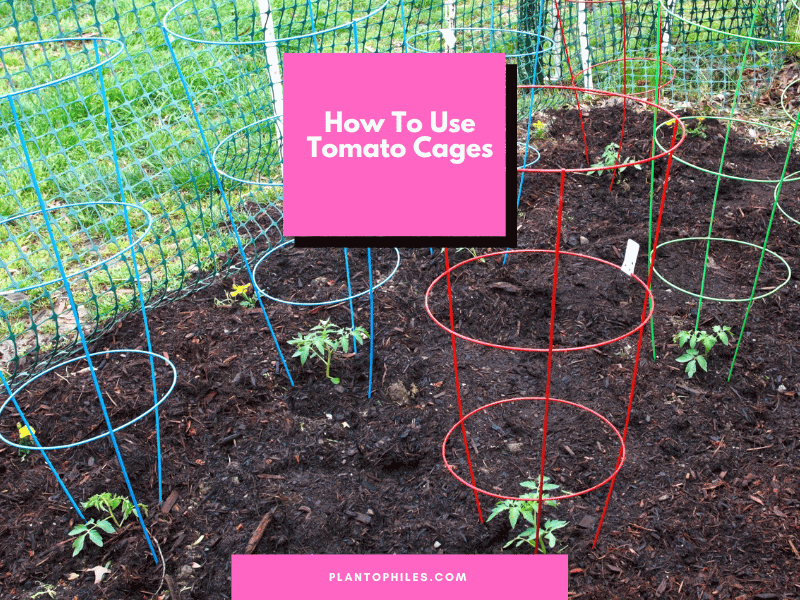How To Use Tomato Cages