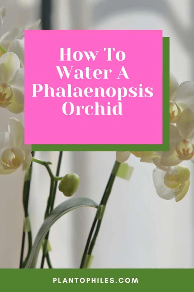 How To Water A Phalaenopsis Orchid