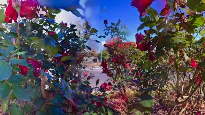 How far apart to Plant Roses? &mdash; The Answer