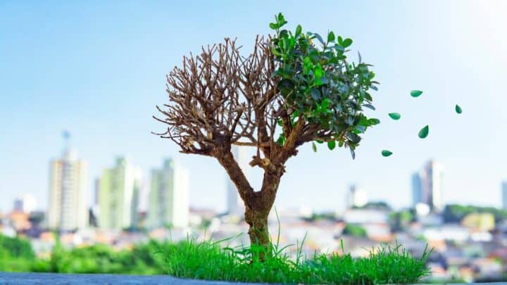 How to Bring a Bonsai Tree Back to Life — Top Tips