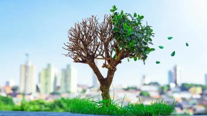 How to Bring a Bonsai Tree Back to Life &mdash; Top Tips