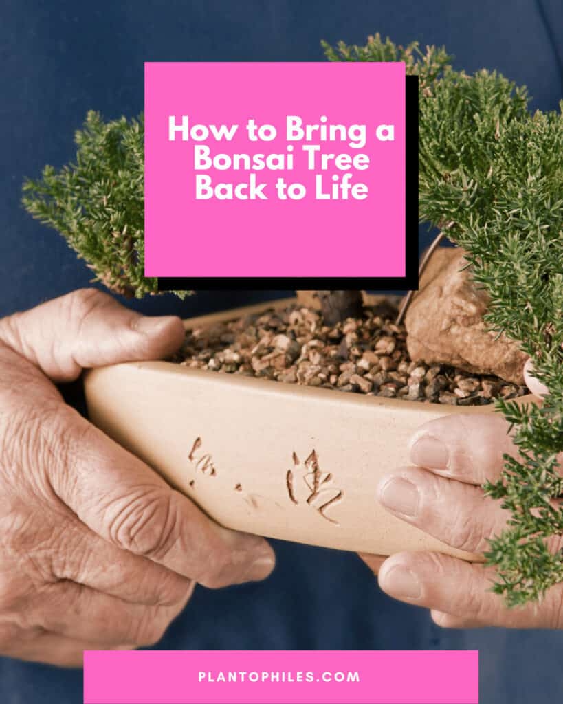 How to Bring a Bonsai Tree Back to Life