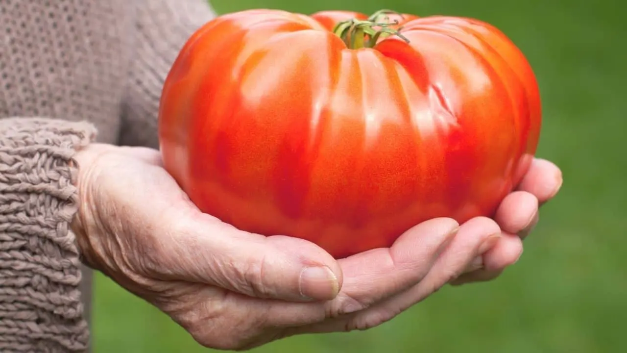 How to Grow Giant Tomatoes