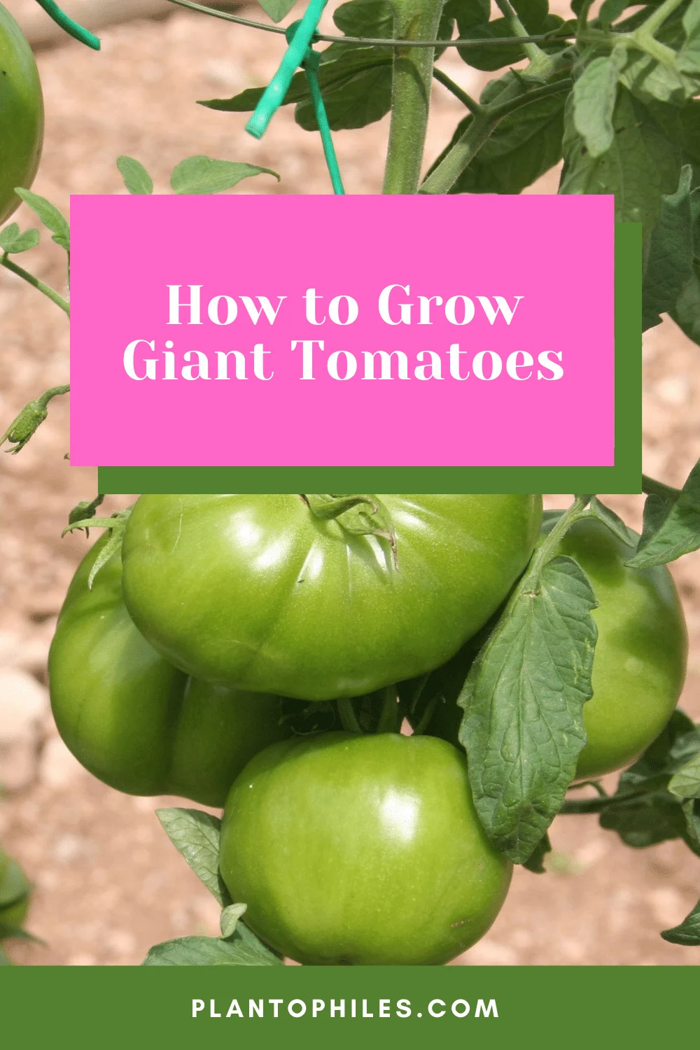 How to Grow Giant Tomatoes