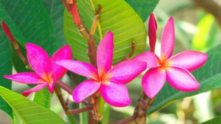 How to Grow Plumeria — The Complete Guide