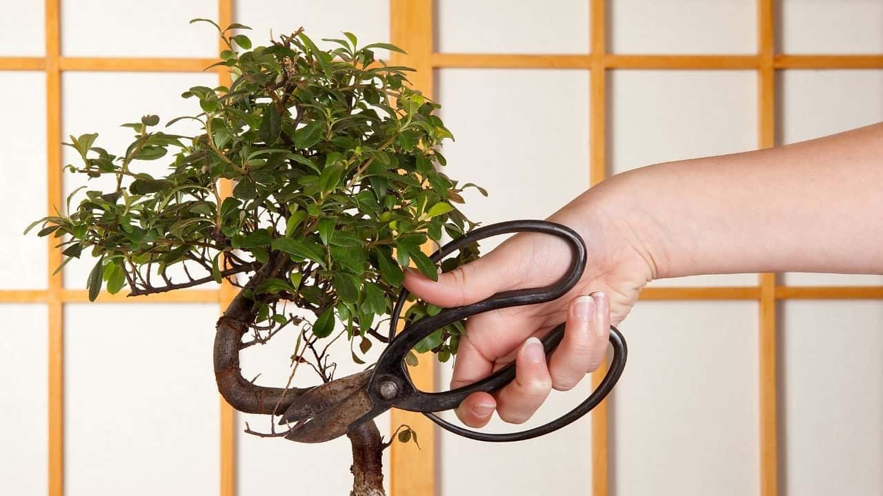 How to Grow a Bonsai from a Cutting