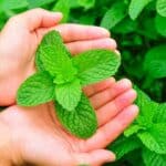 How to Harvest Your Mint Plant Without Killing It